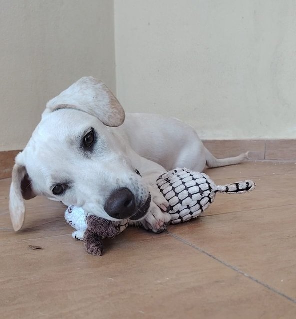 Whitey - Labrador Retriever Mix Dog