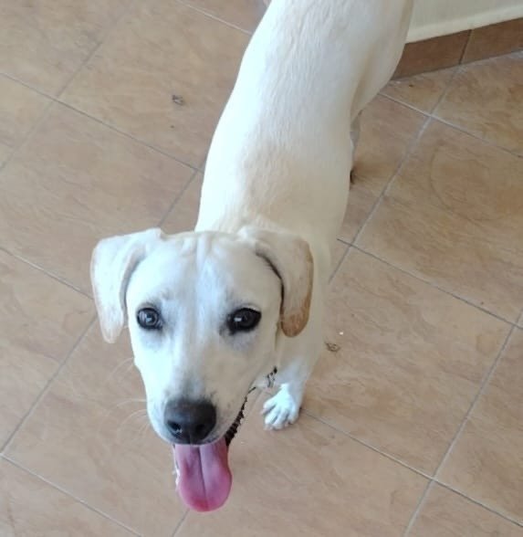 Whitey - Labrador Retriever Mix Dog