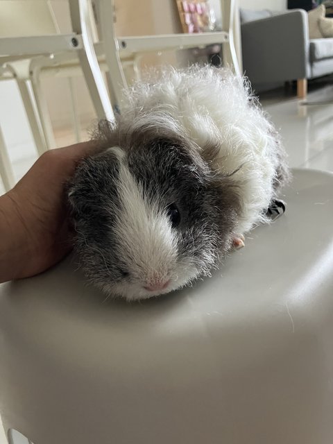 Oreo &amp; Pepper - Guinea Pig Small & Furry