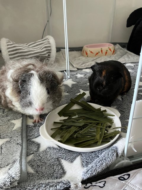 Oreo &amp; Pepper - Guinea Pig Small & Furry