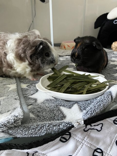 Oreo &amp; Pepper - Guinea Pig Small & Furry