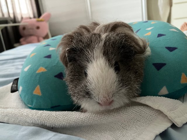 Oreo &amp; Pepper - Guinea Pig Small & Furry