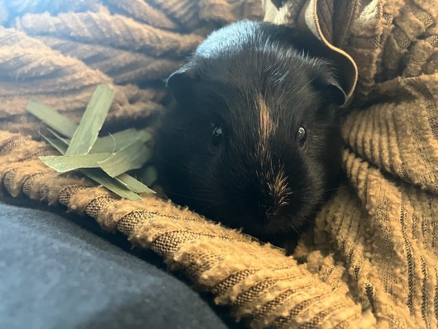 Oreo &amp; Pepper - Guinea Pig Small & Furry