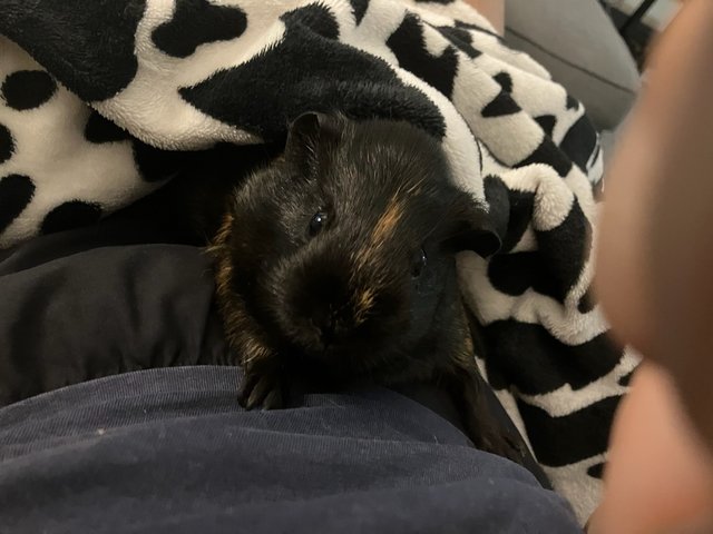 Oreo &amp; Pepper - Guinea Pig Small & Furry