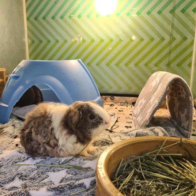 Oreo &amp; Pepper - Guinea Pig Small & Furry