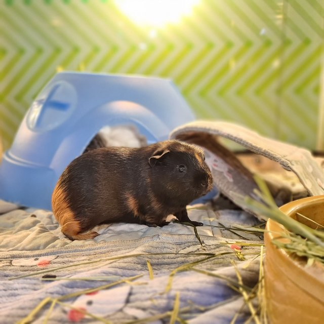 Oreo &amp; Pepper - Guinea Pig Small & Furry