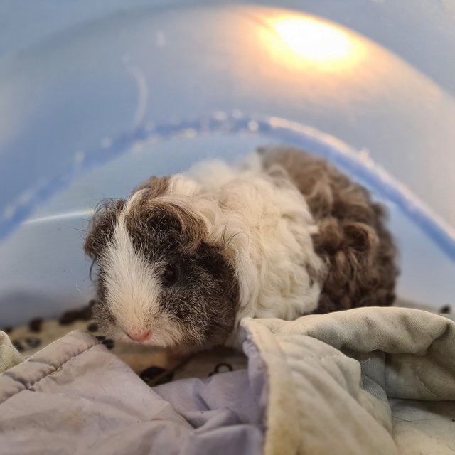 Oreo &amp; Pepper - Guinea Pig Small & Furry