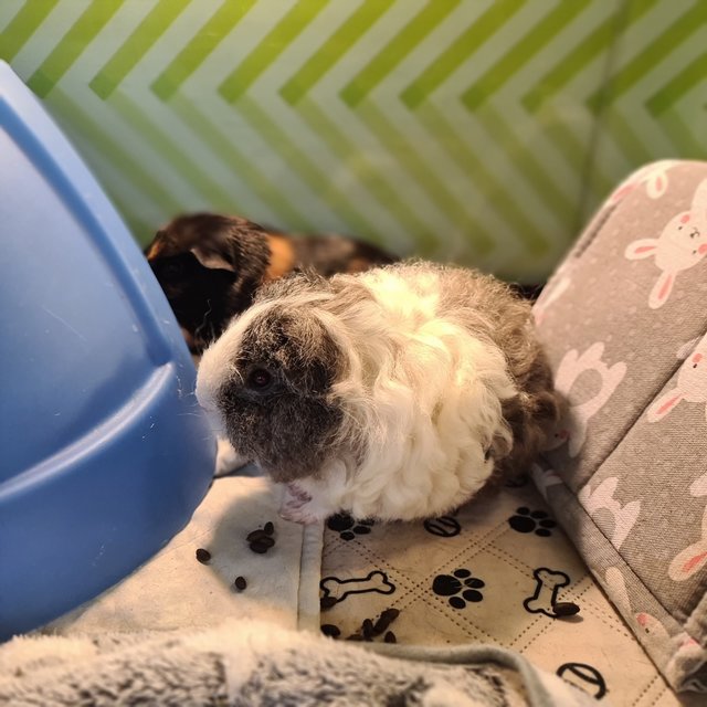 Oreo &amp; Pepper - Guinea Pig Small & Furry