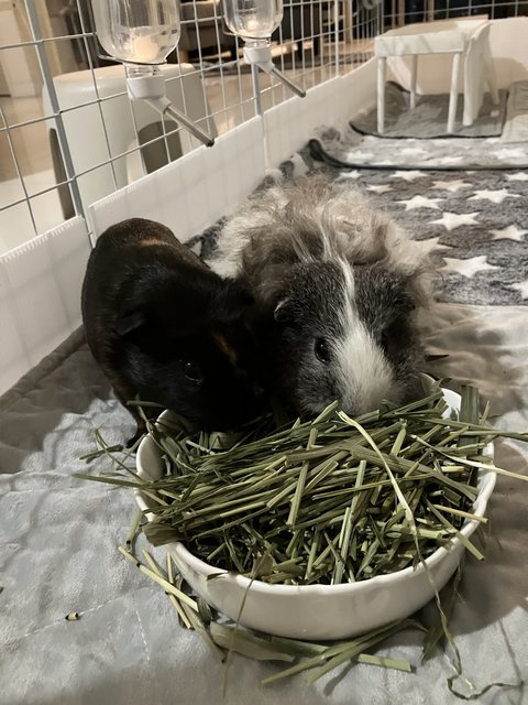 Oreo &amp; Pepper - Guinea Pig Small & Furry