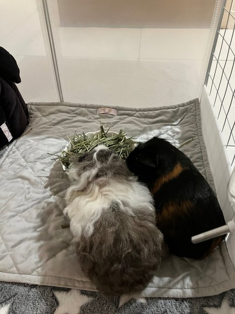 Oreo &amp; Pepper - Guinea Pig Small & Furry