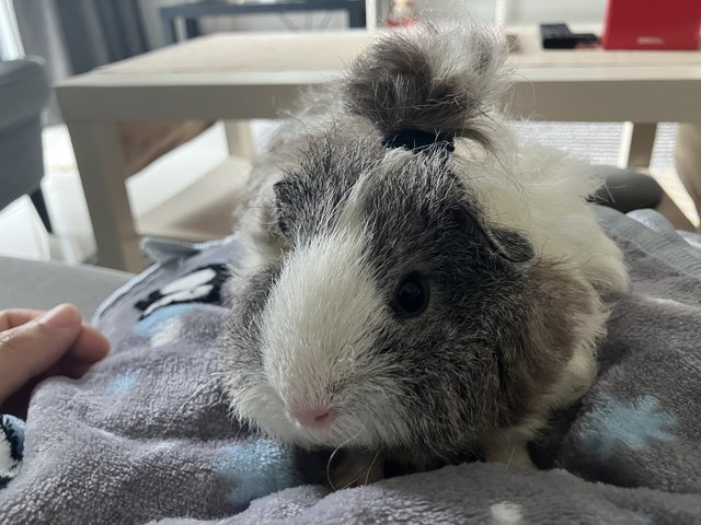 Oreo &amp; Pepper - Guinea Pig Small & Furry