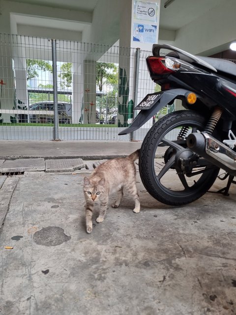 Jovin - British Shorthair Cat