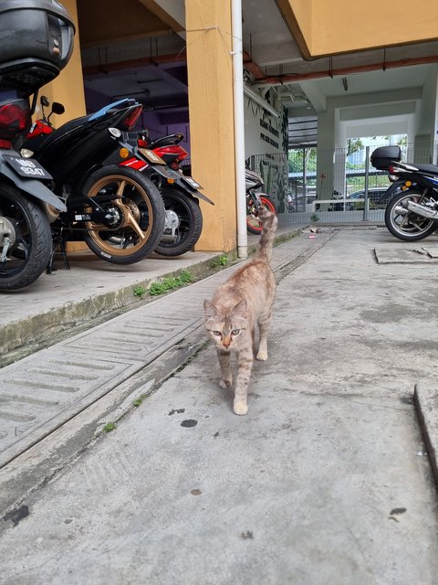 Jovin - British Shorthair Cat