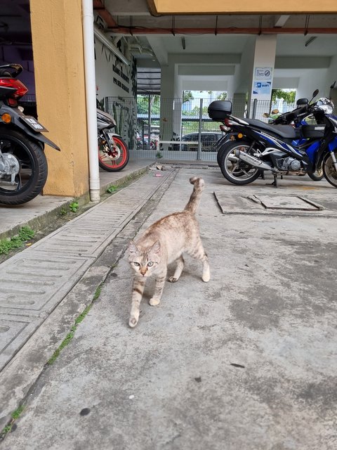 Jovin - British Shorthair Cat