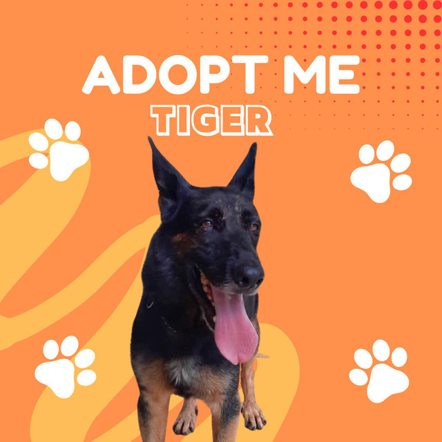 Tiger - German Shepherd Dog Dog