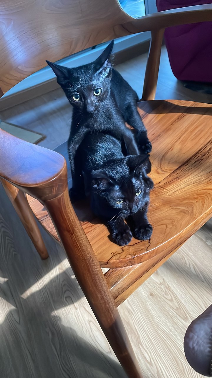 Oreo &amp; Black - Domestic Short Hair Cat