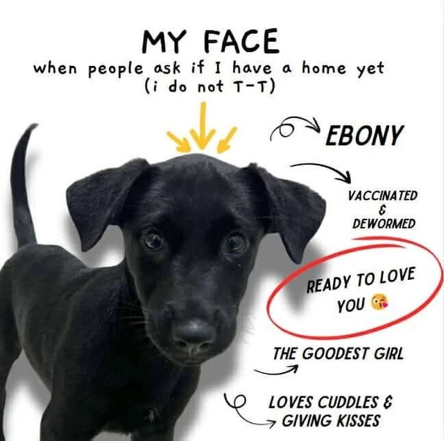 Ebony - Mixed Breed Dog