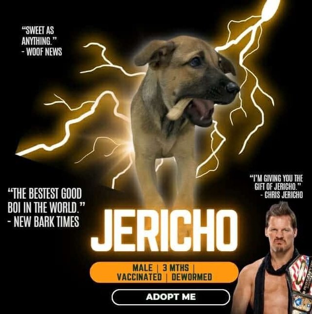 Jericho - Mixed Breed Dog