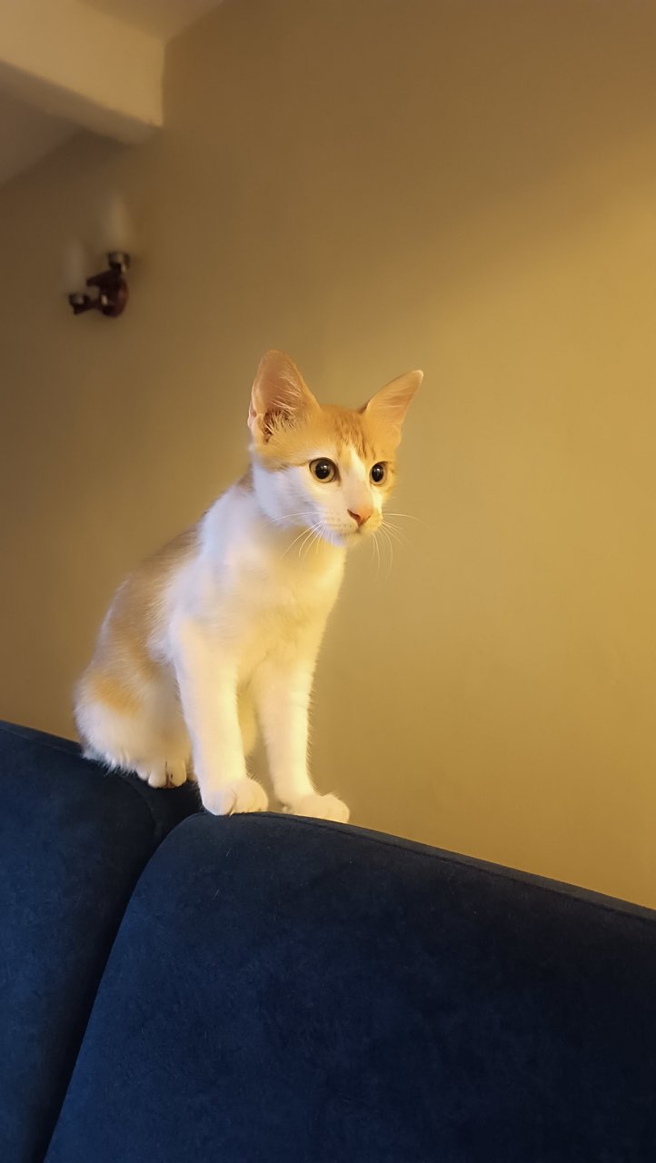 Cheddar  - Domestic Medium Hair Cat