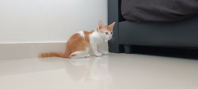 Cheddar  - Domestic Medium Hair Cat