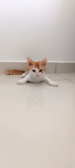 Cheddar  - Domestic Medium Hair Cat