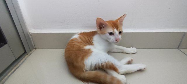 Cheddar  - Domestic Medium Hair Cat