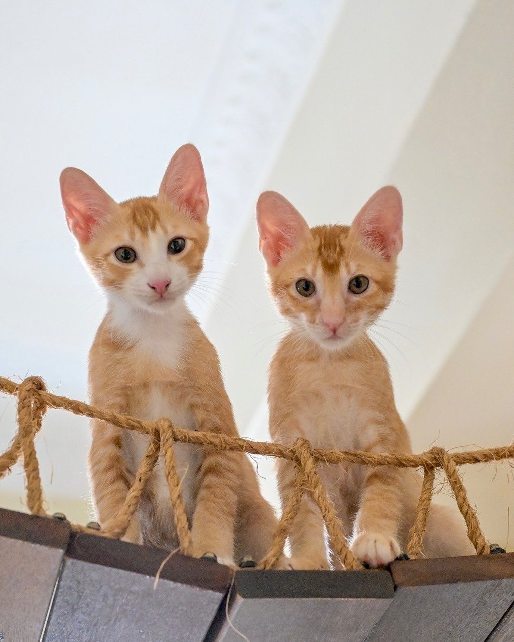 Monty &amp; Drake - Domestic Short Hair Cat