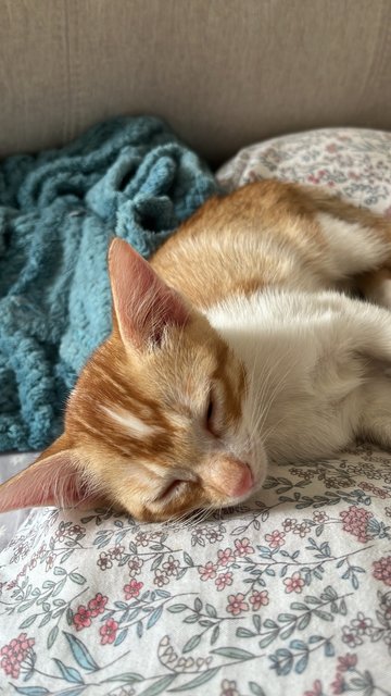 Gamja - American Shorthair Cat