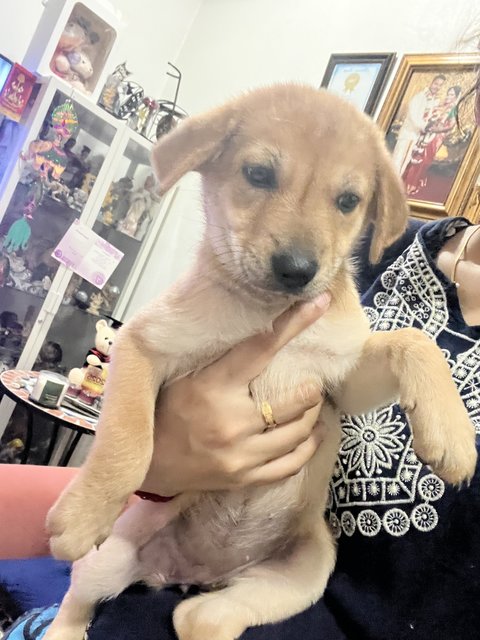 Angel - Golden Retriever Mix Dog