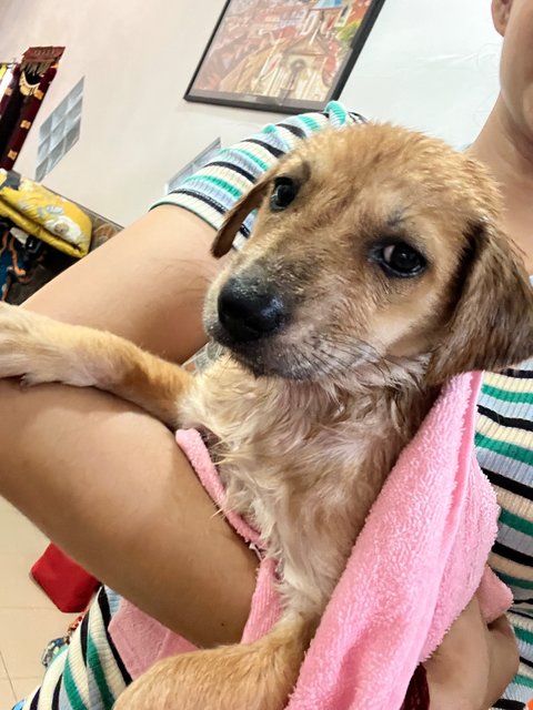 Angel - Golden Retriever Mix Dog