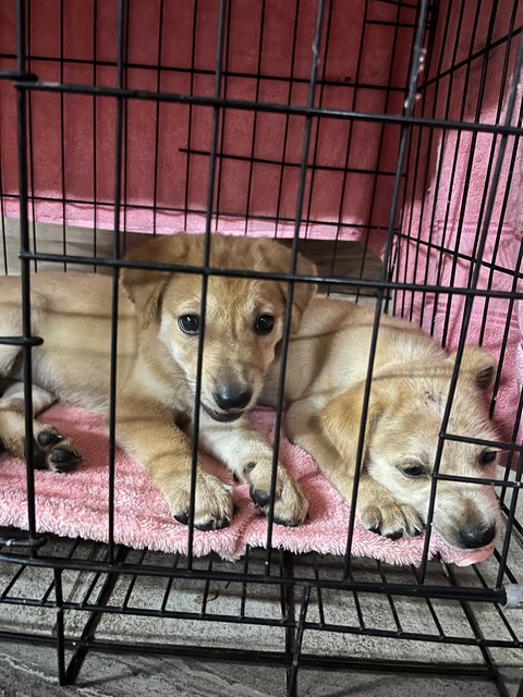 Angel - Golden Retriever Mix Dog