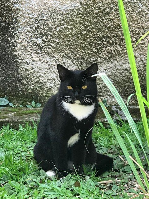 Stormy - Domestic Short Hair + British Shorthair Cat