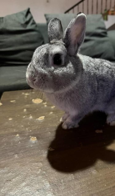 Andy - Netherland Dwarf Rabbit