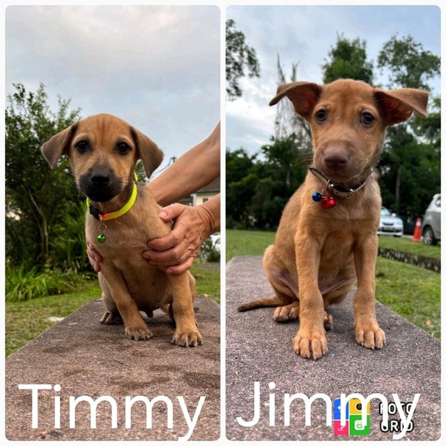 Jimmy &amp; Timmy  - Labrador Retriever + Black Mouth Cur Dog