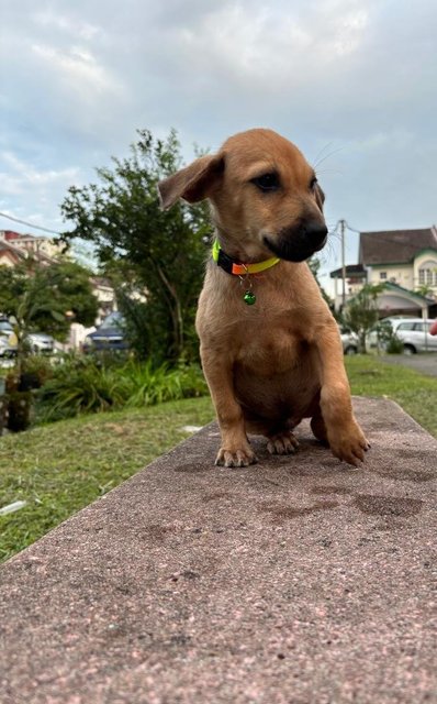 Jimmy &amp; Timmy  - Labrador Retriever + Black Mouth Cur Dog