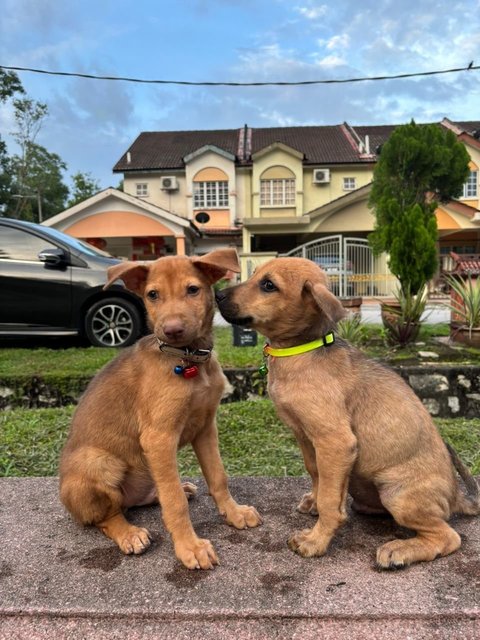 Jimmy &amp; Timmy  - Labrador Retriever + Black Mouth Cur Dog