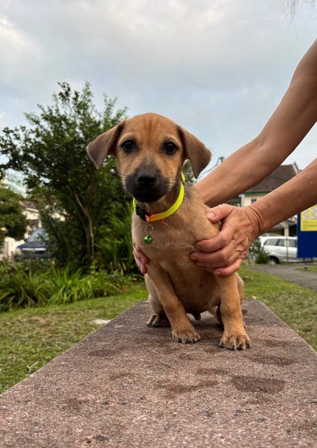 Jimmy &amp; Timmy  - Labrador Retriever + Black Mouth Cur Dog