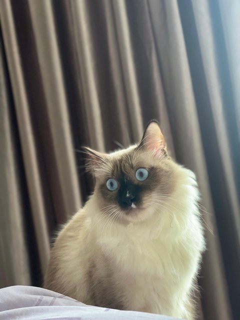 Zoro - Ragdoll Cat