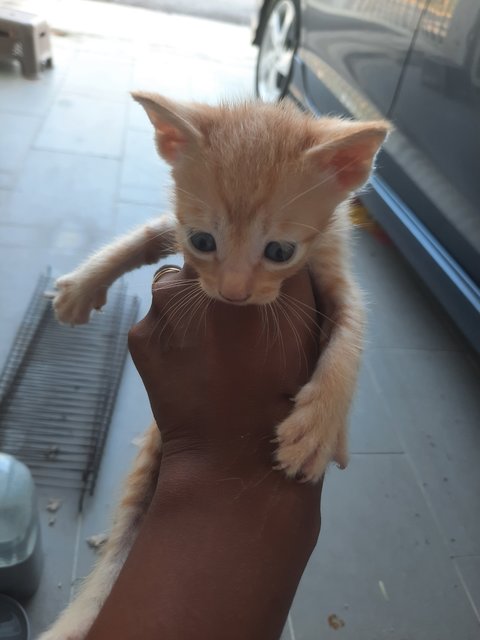 Kittens - Domestic Long Hair Cat