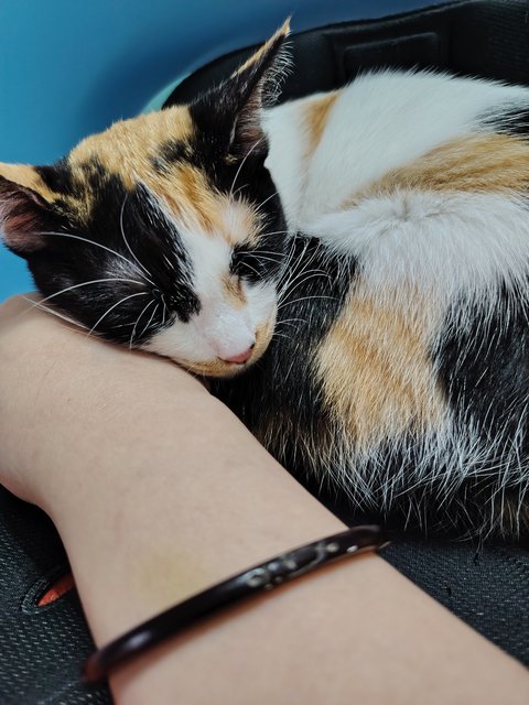 Callie - Domestic Short Hair Cat