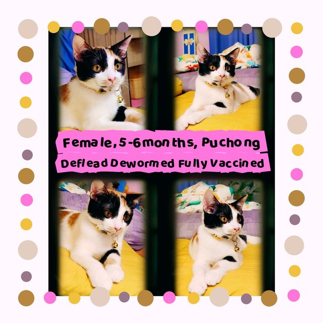 Callie - Domestic Short Hair Cat