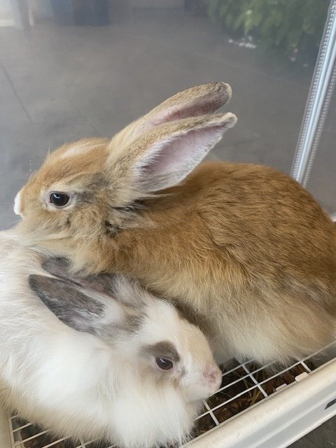 Skippy - Lionhead Rabbit