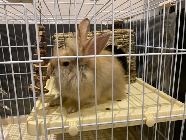 Skippy - Lionhead Rabbit