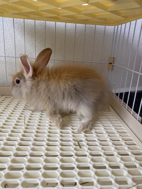 Skippy - Lionhead Rabbit