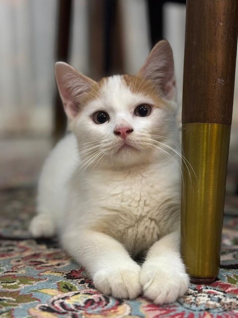 Kitties - British Shorthair + Domestic Medium Hair Cat