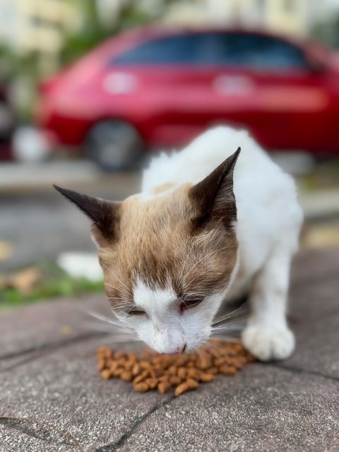 Latte - Domestic Short Hair Cat