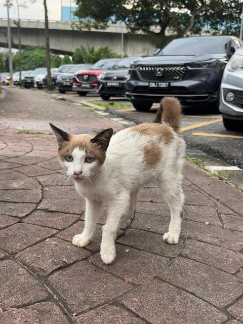 Latte - Domestic Short Hair Cat