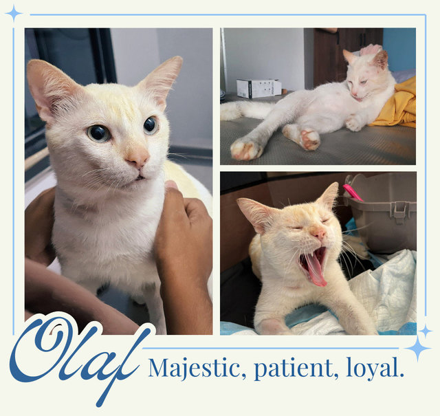 Olaf - Siamese + Domestic Short Hair Cat