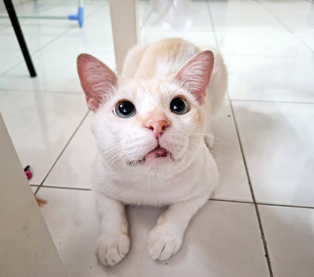 Olaf - Siamese + Domestic Short Hair Cat