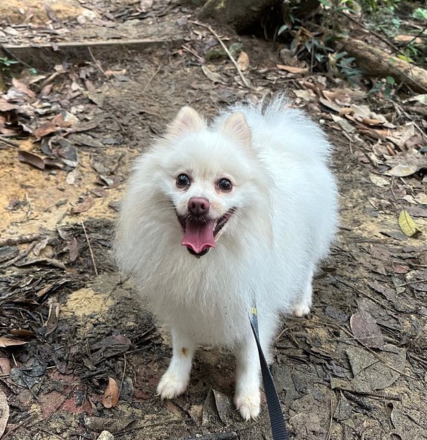 Archer - Pomeranian Dog